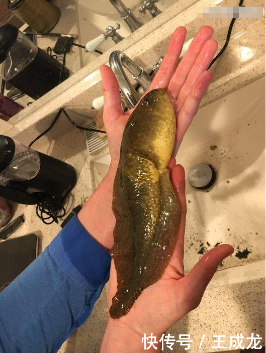 蝌蚪长成香蕉般大小,还会越长越大,且永远不会