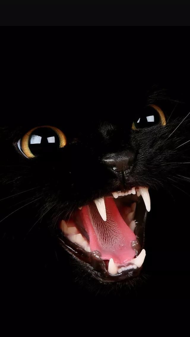 手机壁纸推荐:黑白色调,沉稳中透露出睿智的动