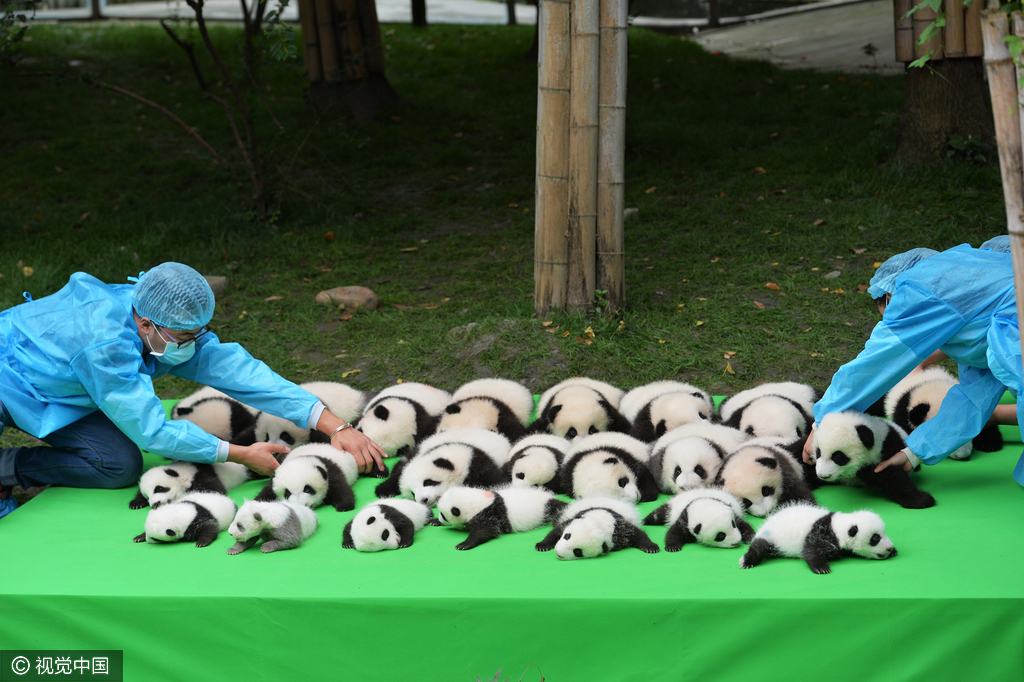 2016年09月29日，四川省成都市，熊猫基地，23只在2016年新出生熊猫宝宝集体亮相，引来游客的围观，据悉，2016年到目前为止，全球共出生27只大熊猫出生，除了有4只在国外出生外，剩余23只均参加了这次集体“活动”。活动现场，工作人员小心翼翼的将熊猫宝宝们，按照从大到小的顺序，排成了三排，让媒体和游客拍照，大多数熊猫宝宝都安静的趴着睡觉，而有两只“熊孩子”，趁着工作人员不注意“悄悄出逃”，顽皮的爬着爬着摔下了床，工作人员赶紧将他们抱了回去。