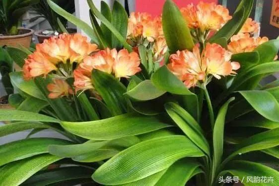 家里养君子兰,用这样的方法,长的根深叶大,侧芽