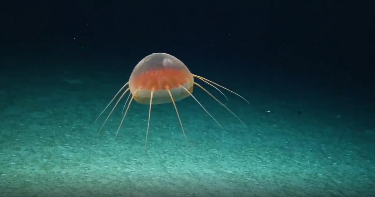 海底不明生物图片