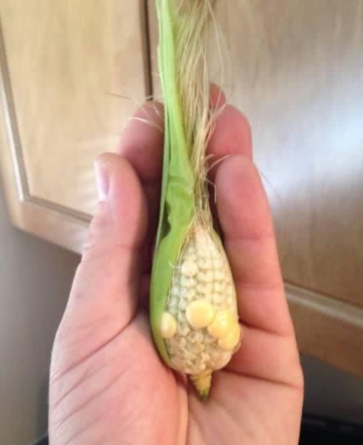 抖音泰国小榴莲火了!5种迷你蔬果,小西瓜太坑