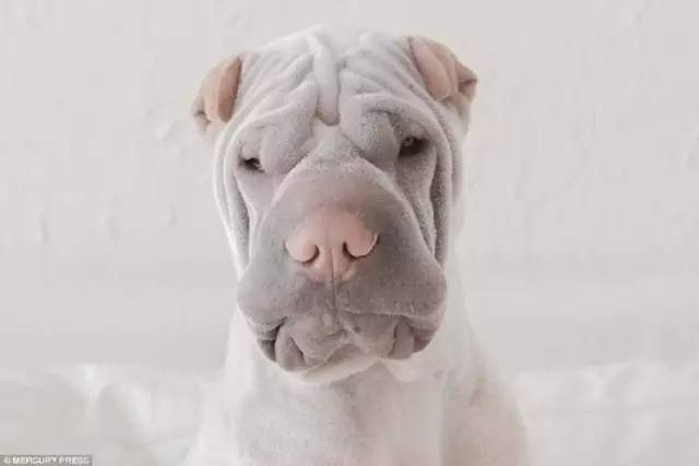 中国名犬大盘点!而呼声最高的中华田园犬,竟然不是一个品种?