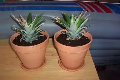 菠萝的盆栽方法,北方的朋友有条件也可以盆栽