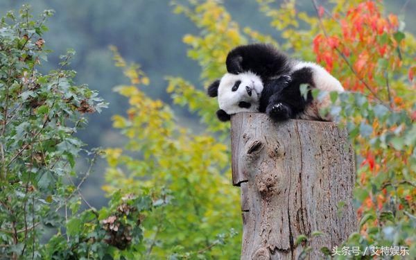 大熊猫在国外的地位怎么样?外媒:头可断血可流
