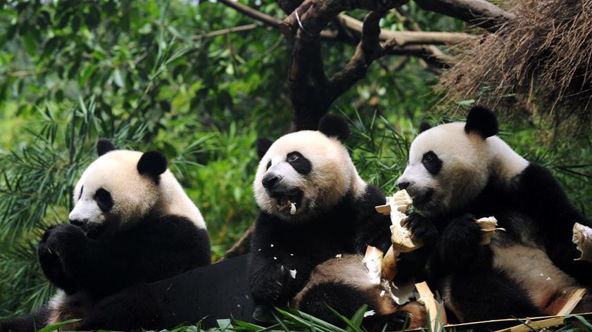 全球唯一大熊猫三胞胎断奶 开始独立之旅 全球唯一大熊猫三胞胎断奶 开始独立之旅