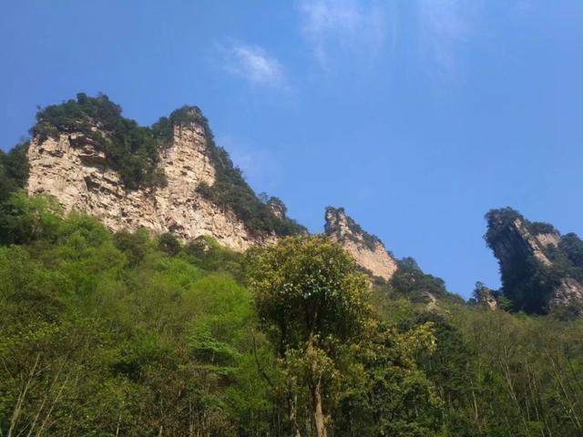 哈尔滨到张家界口碑好的导游给你3个去张家界