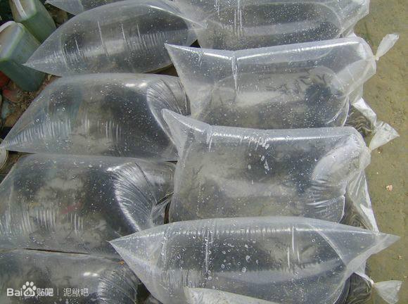 江门泥鳅苗多少钱一斤|指导光临