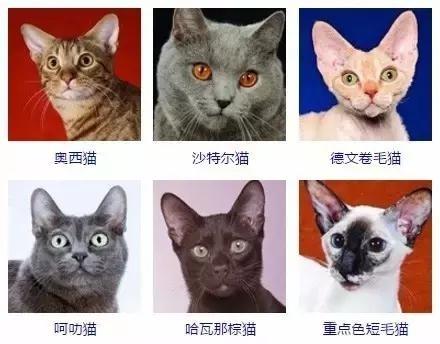 猫咪品种大全及图片 猫有什么品种?最全的猫咪品种图片