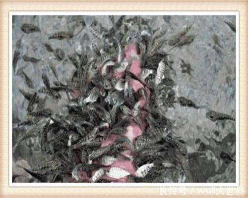 90后女子做鱼疗, 第二天浑身过敏, 得知缘由女