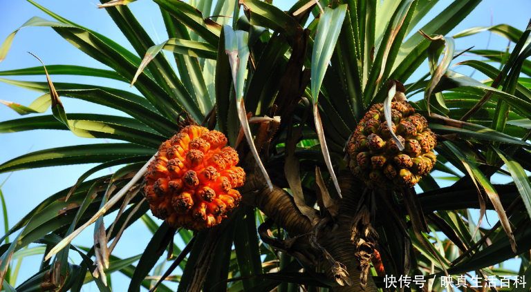 农村大山长得像菠萝的''野果'',祛风除湿,通经活