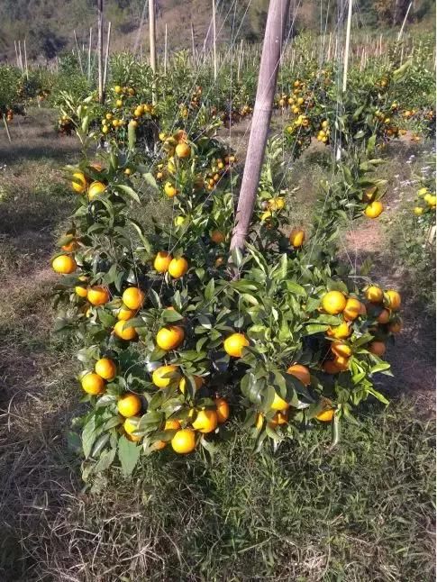 风险与优势并存,广西柑橘发展前景分析