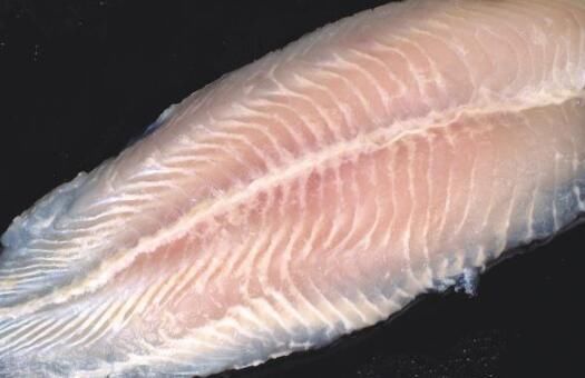 2017龙利鱼多少钱一斤 龙利鱼是什么鱼