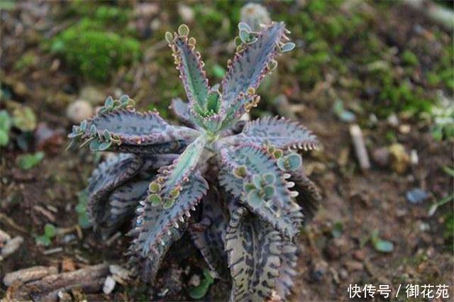 多肉不死鳥怎麼養 盆土不幹不澆水 盆栽適合新手養 雪花新闻