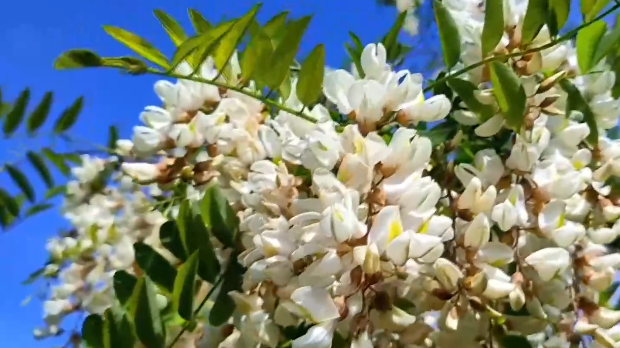 万亩槐花盛开  蜂舞蝶飞醉游人
