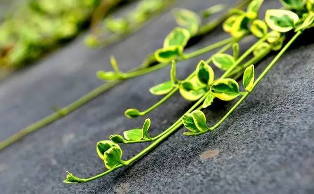 小小一株草,吸走致命毒!甲醛、雾霾、二手烟…