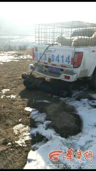 羊被查扣 男子用绳圈套脖拴住执法车