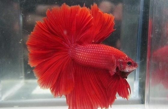 孔雀鱼能和什么鱼混养?斗鱼居然可以,孔雀鱼品