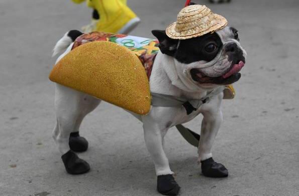 女生给狗化成老虎 瘦小的条纹狗表情纠结"狗假虎威"一秒笑喷!