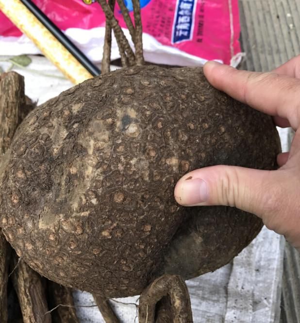 农村大叔卖的这个叫做"金不换"不过大叔只卖五十元