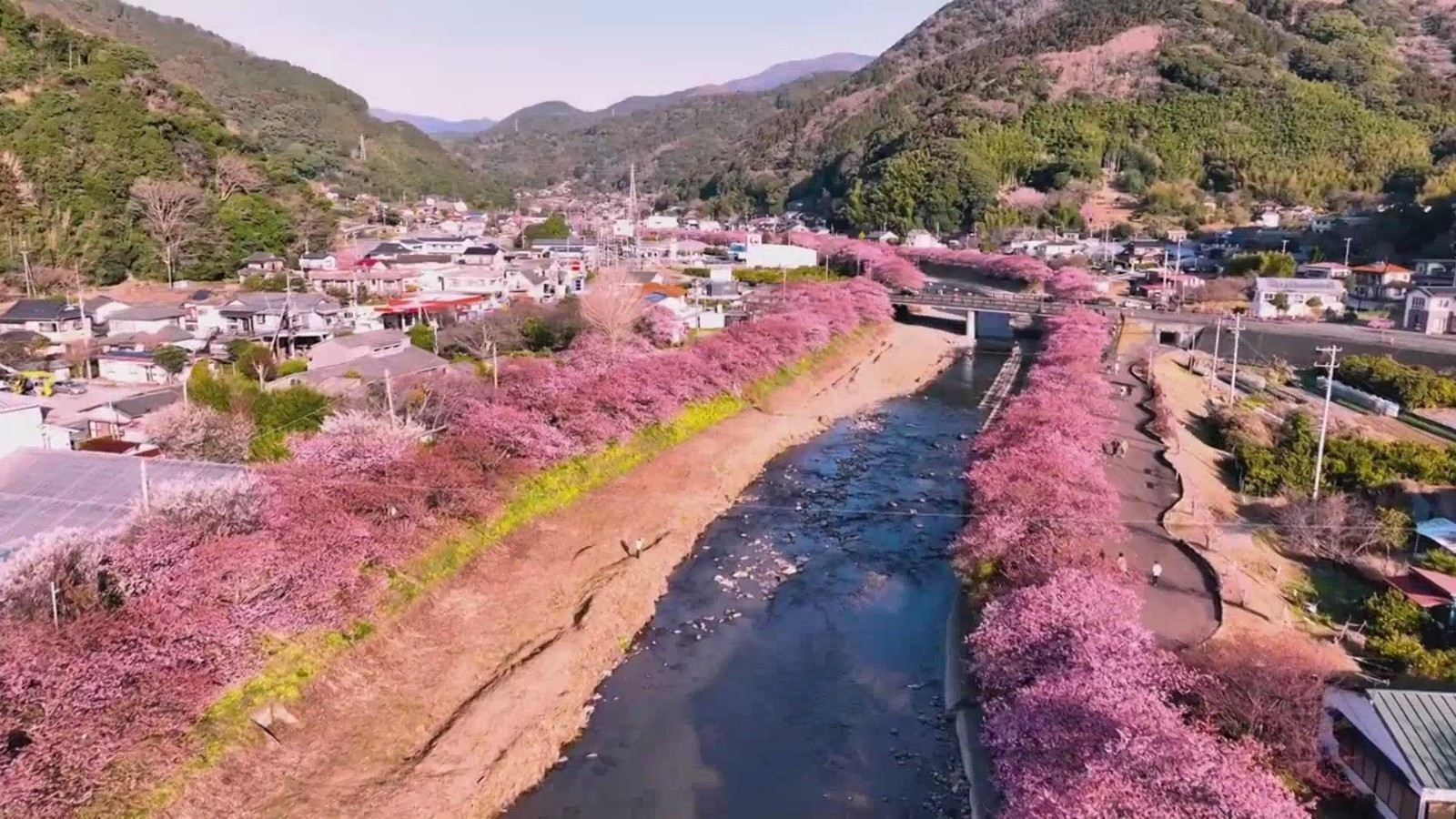 早樱点亮春色 日本河津樱迎来最佳观赏期 早樱点亮春色 日本河津樱迎来最佳观赏期
