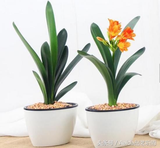 君子兰哪个品种最贵,短叶油匠高达9999万元