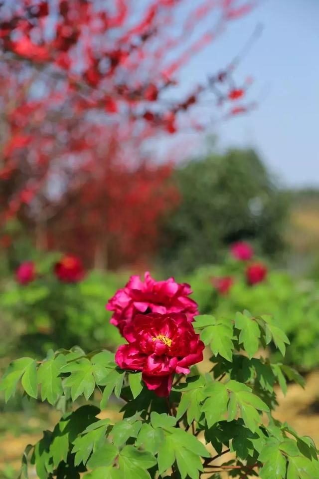 乐山周边人少优美的免费景点,随手拍大片,赶紧