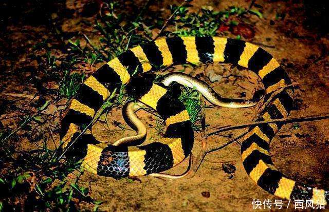 动物世界: 金环蛇和银环蛇, 哪个毒性更大?