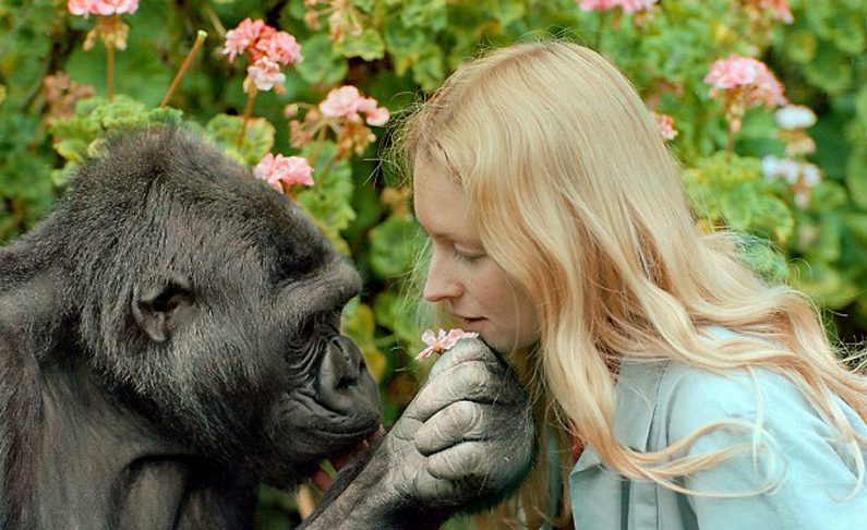 大猩猩与训练员相处40年 学会数千个英语单词