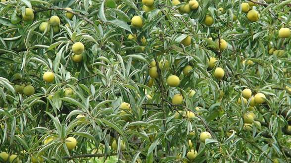 这种水果在农村是没人摘,城市亲戚下乡一个小时"摘光"