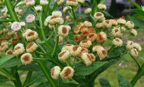 中药四方根是人们对中药鹿耳翎的一种别称,它来源于菊科植物六棱菊,是