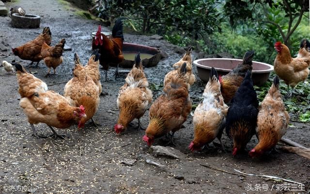 如何大规模养鸡?养鸡的注意事项是什么?好文