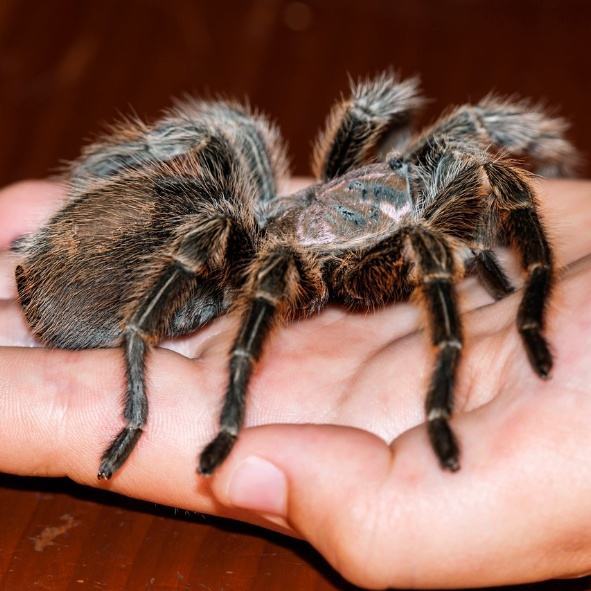 印尼女子 印尼女子