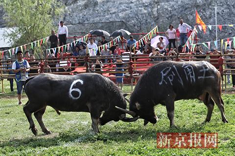 东方式斗牛亮相昌平男子铁笼内挑逗公牛 结局