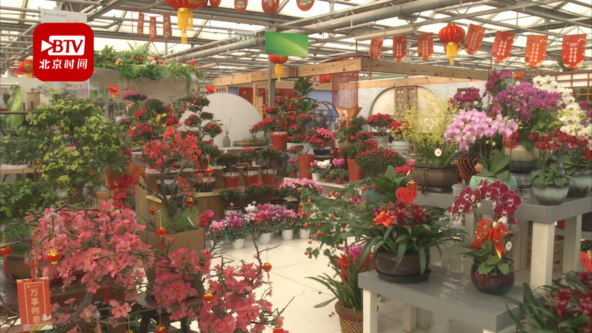 新年到 鲜花俏北京15家花卉市场备足现货