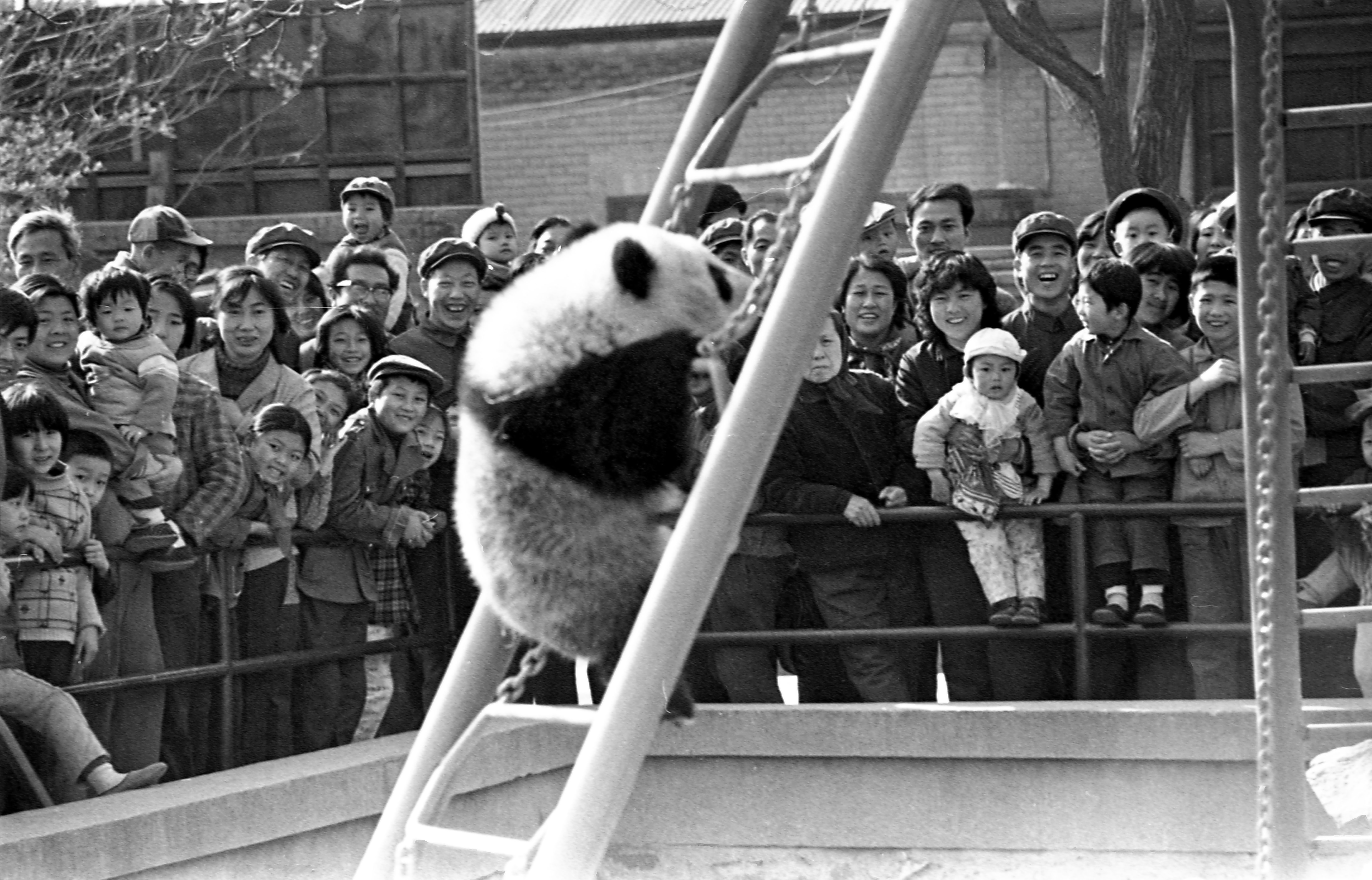 《1982年北京动物园的大熊猫》
