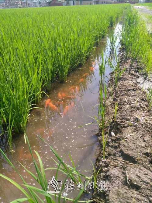 平远石正探索"稻花鱼"生态种养新模式