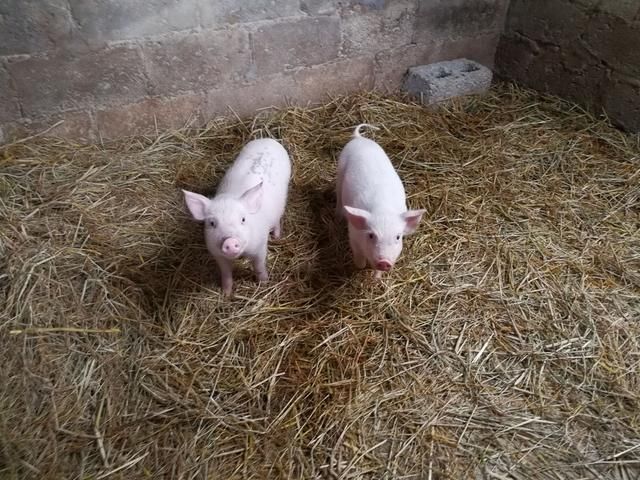 农民养母猪、卖猪仔一年挣大钱?网友说:你得有