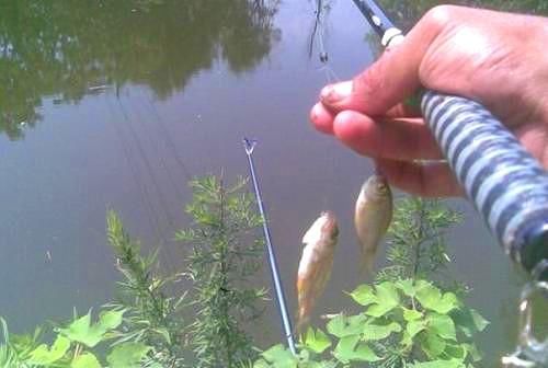 浮漂有信号提竿不中鱼,浅谈浮漂有信号却不中