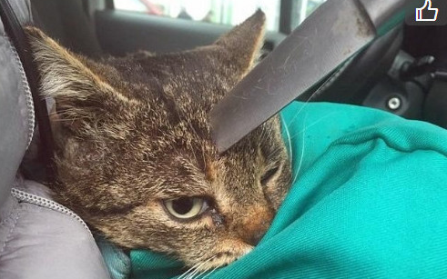 小猫头上插着一把刀!原因竟如此残忍
