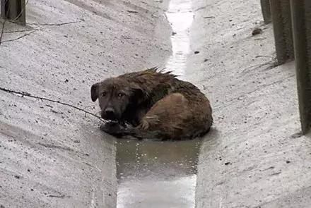 狗狗看起来楚楚可怜,害怕的到处看着不敢移动