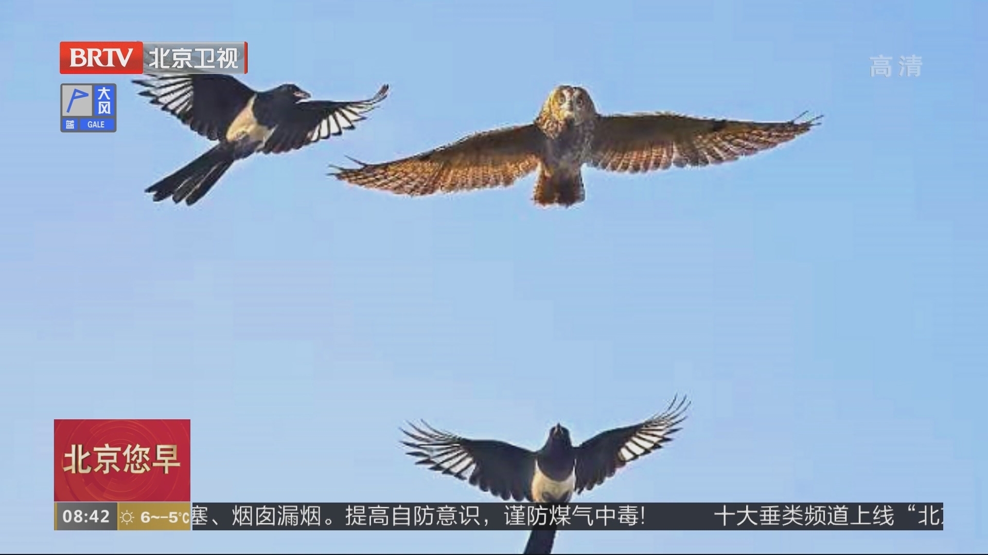 今年过境候鸟约300万只 北京为它们保驾护航