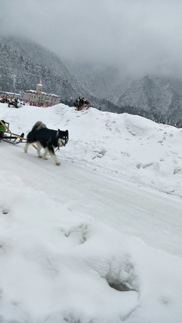 2012年1月7日，第一次有网友在微博中反对该项目：“西岭雪山能不能把狗拉雪橇项目取消了。”自2015年开始，更多的网友开始表达反感：“有钱不是这么花的！狗狗身前身后没有任何保护，一个狗拉一个车，大人还要抱小孩。”还有网友提醒西岭雪山管委会，“请你们尊重一下动物的感受”。2016年，此项目还一度被媒体曝光，引发千名网友的讨论。