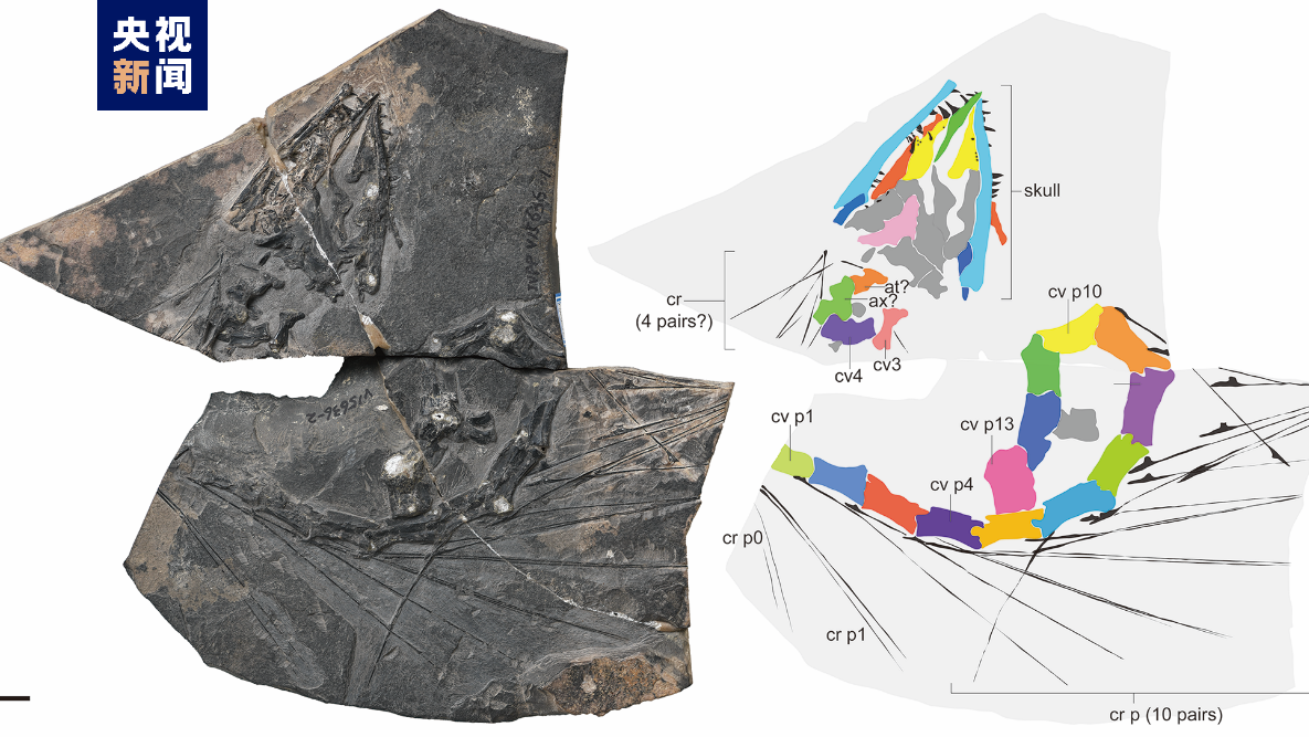 新发现!长颈主龙型类新属种:隐秘细颈龙! 新发现!长颈主龙型类新属种:隐秘细颈龙!