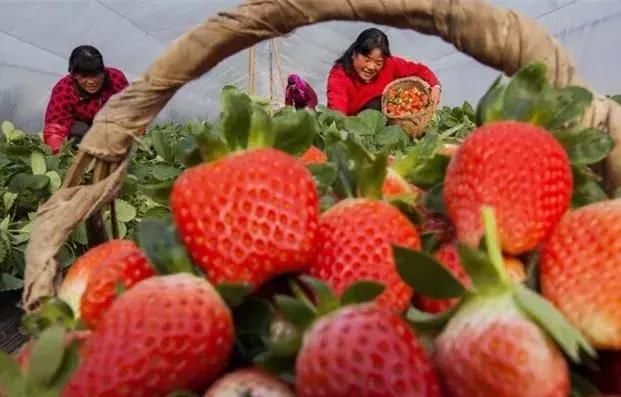 粮价这么低,2018做农业还能不能赚钱了?