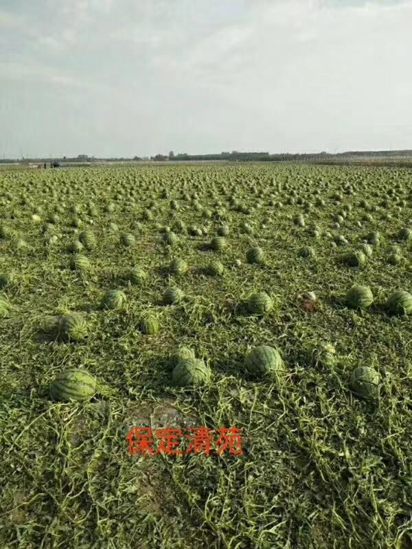 保定清苑遭受严重冰雹灾害,瓜农损失惨重!