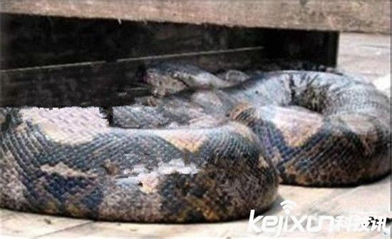 世界上最大的蛇500米在红海被捕获 竟是真的? 世界上最大的蛇500米在红海被捕获 竟是真的?