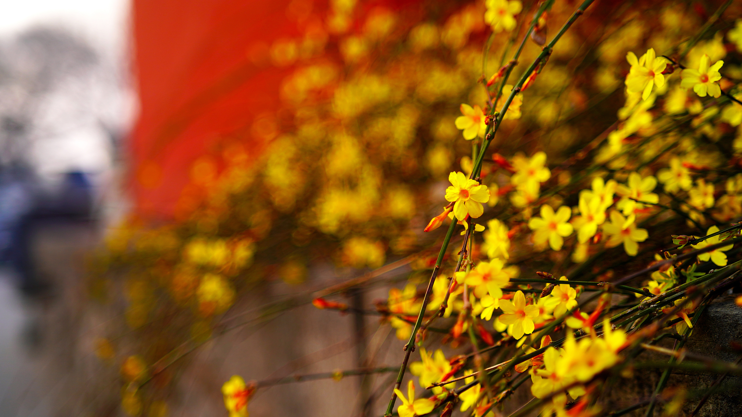追赶春天的脚步，春天花花福利派送第一波——迎春花篇