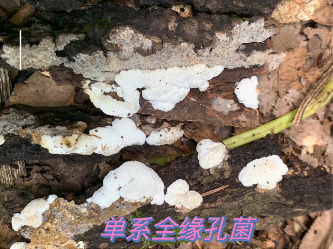 门头沟发现大型真菌新物种，长这样→_北京时间
