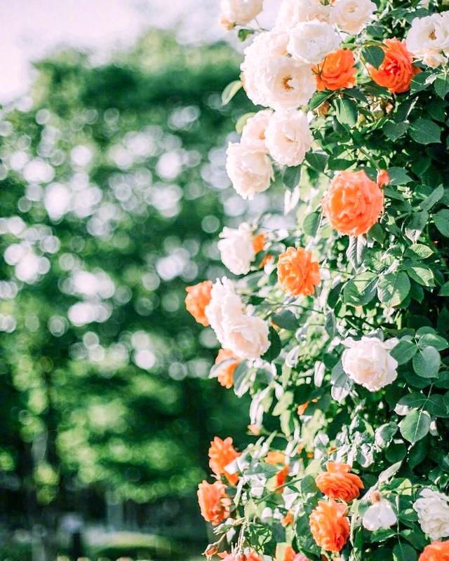 北岛最经典的十首诗,值得收藏